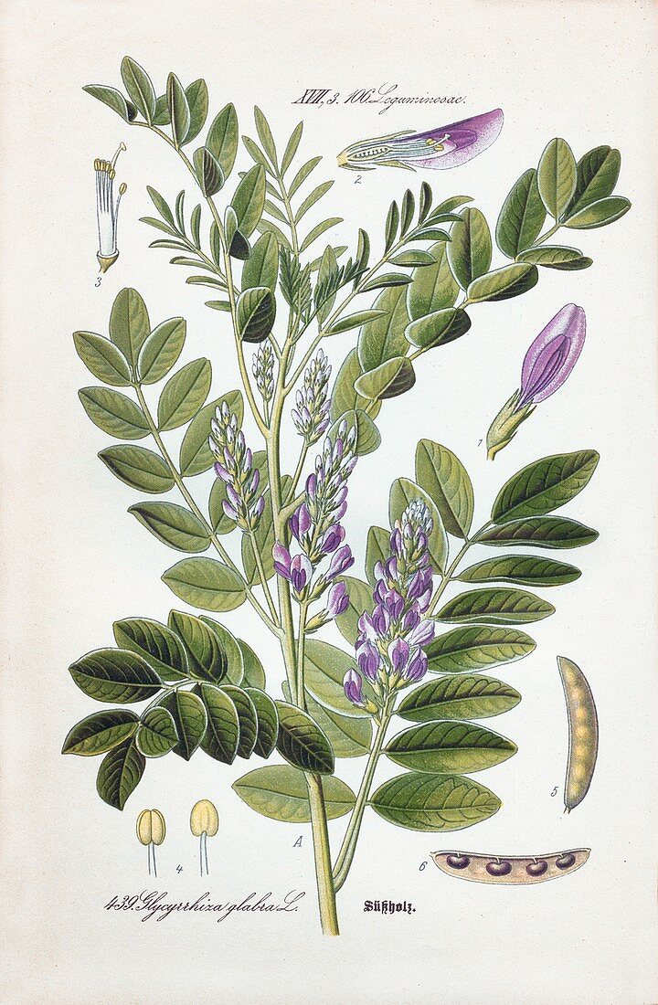 Liquorice (Glycyrrhiza glabra) plant, illustration