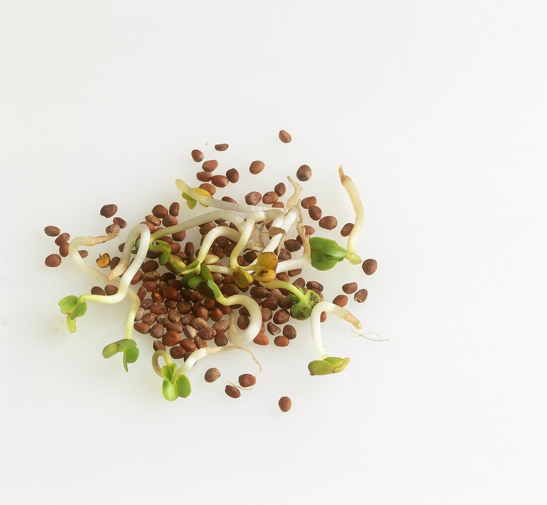 Mixed Sprouts and Seeds