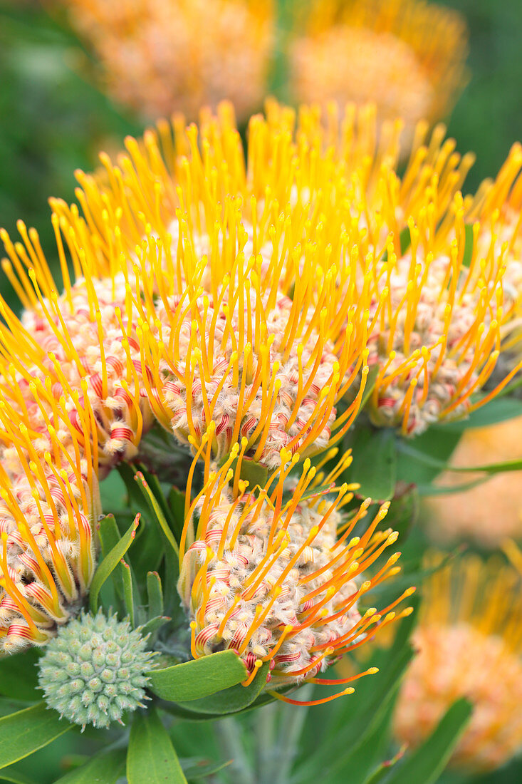 Orange flame pincushion (Leucospermum erubescens)
