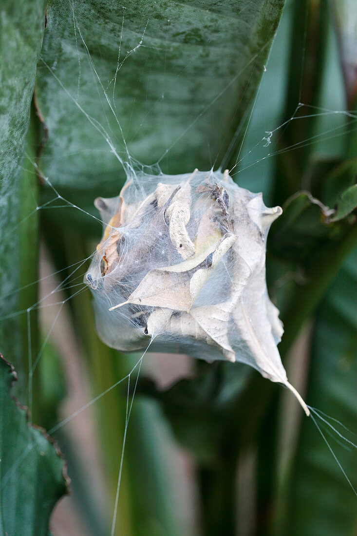 Common rain spider nest