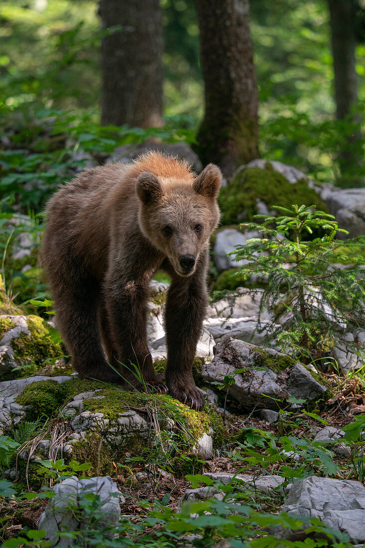 European brown bear, Slovenia
