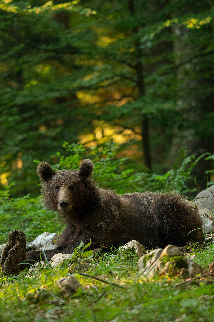 European brown bear, Slovenia