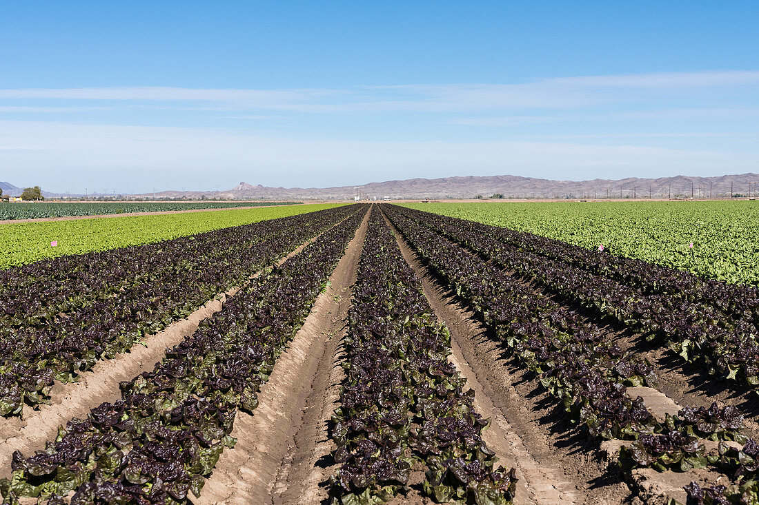 Lettuce farming, Arizona, USA