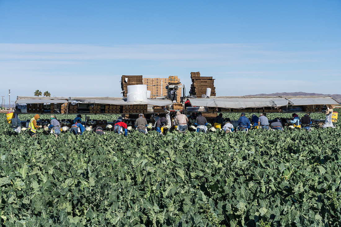 Farm workers harvesting cauliflower, Arizona, USA