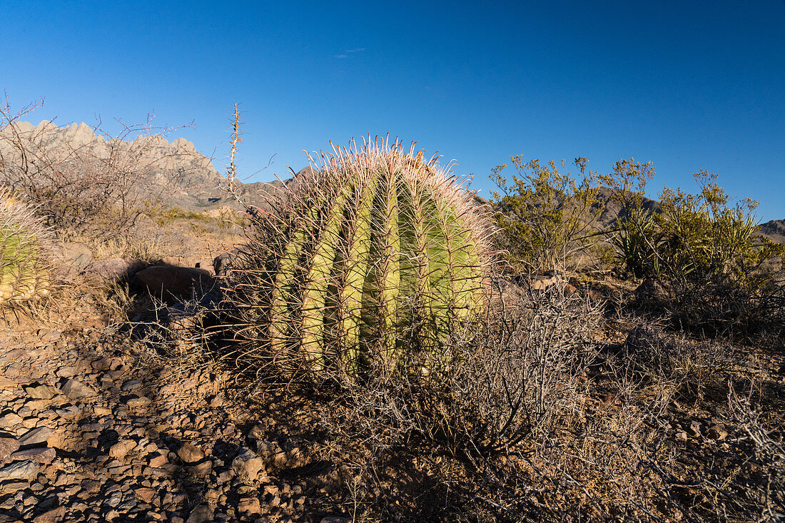 Southwestern barrel cactus (Ferocactus wislizeni)