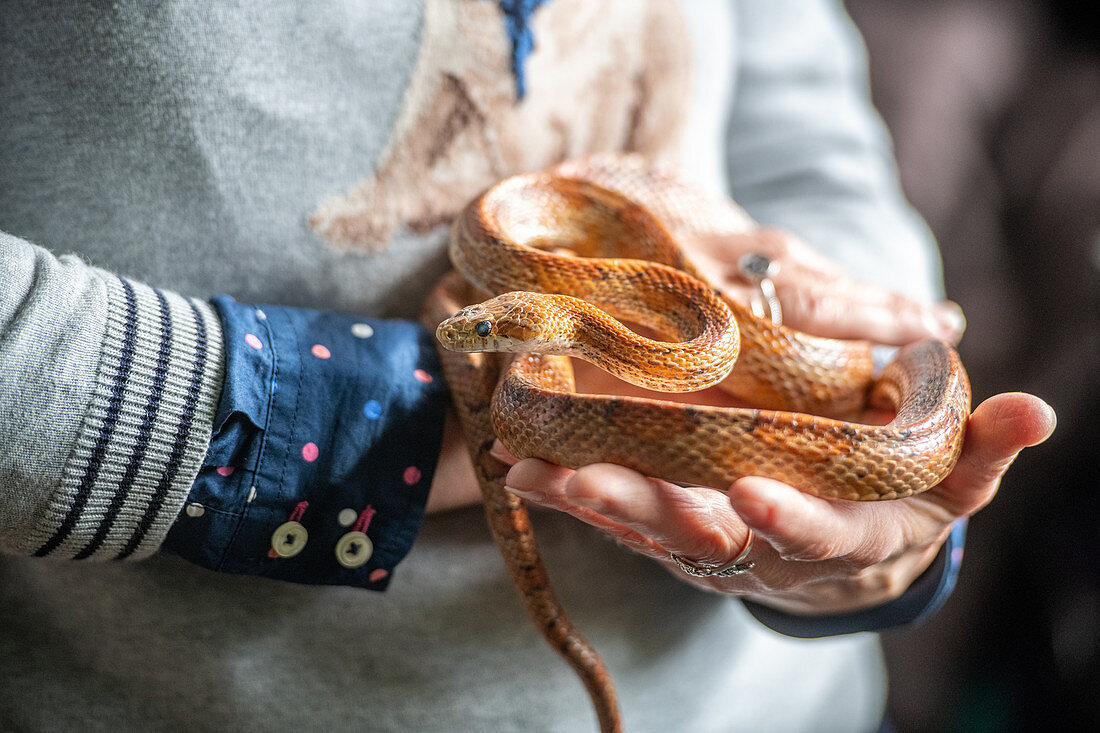 Person holding a red cornsnake