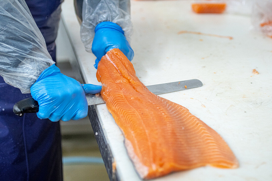 Worker slicing pieces of salmon