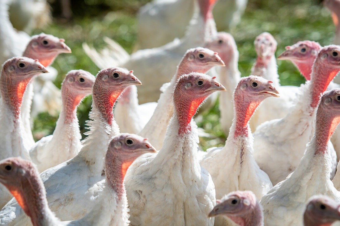 Flock of turkeys on a farm