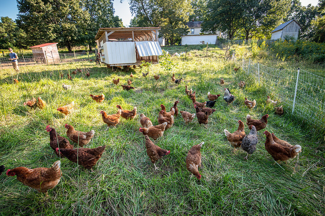 Flock of chickens