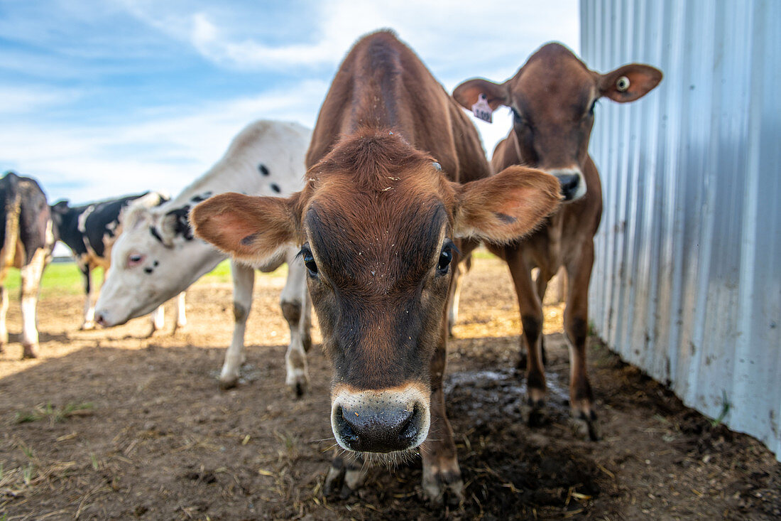 Dairy cows on a farm