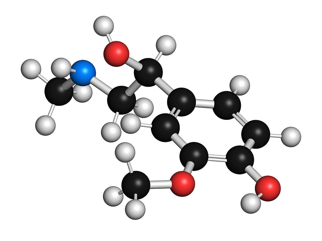 Metanephrine molecule, illustration