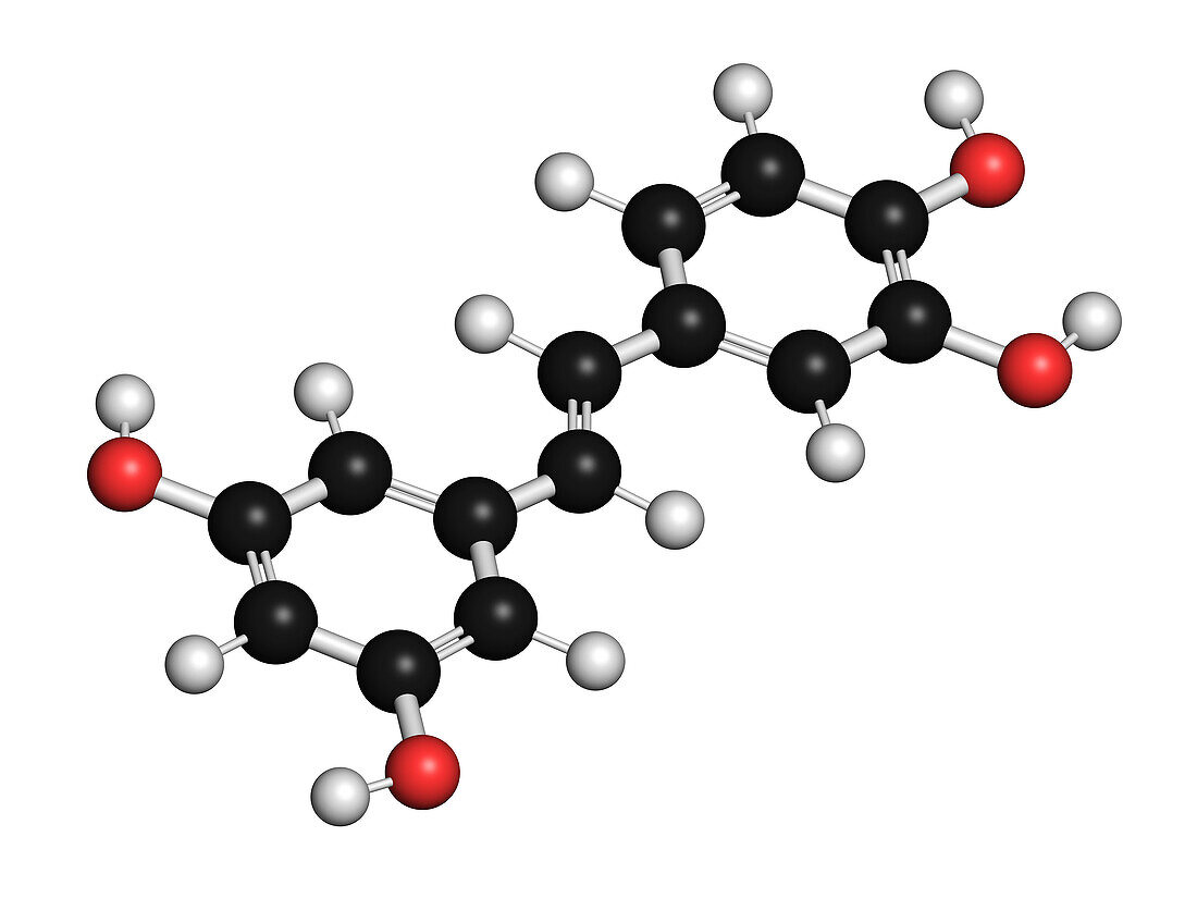 Piceatannol herbal stilbenoid molecule, illustration