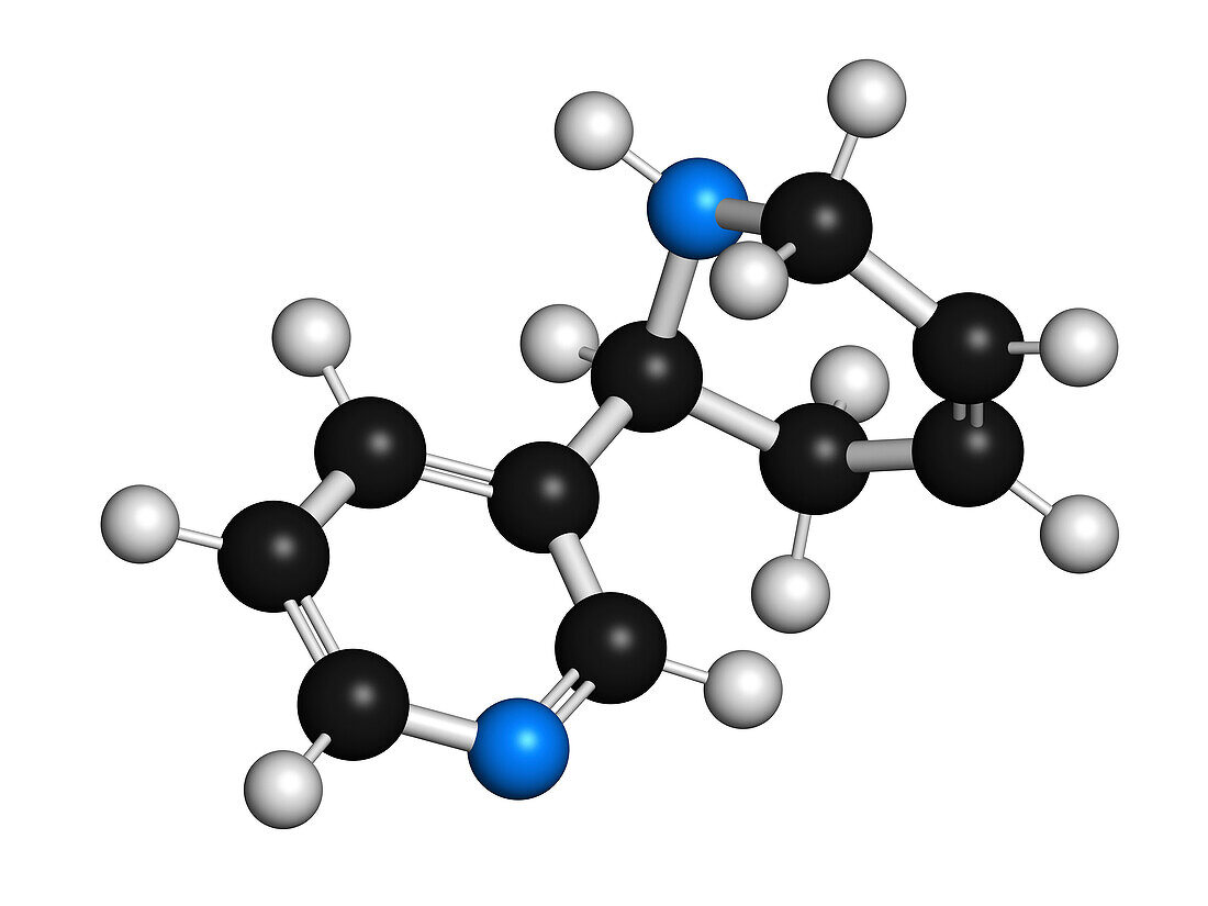 Anatabine alkaloid molecule, illustration