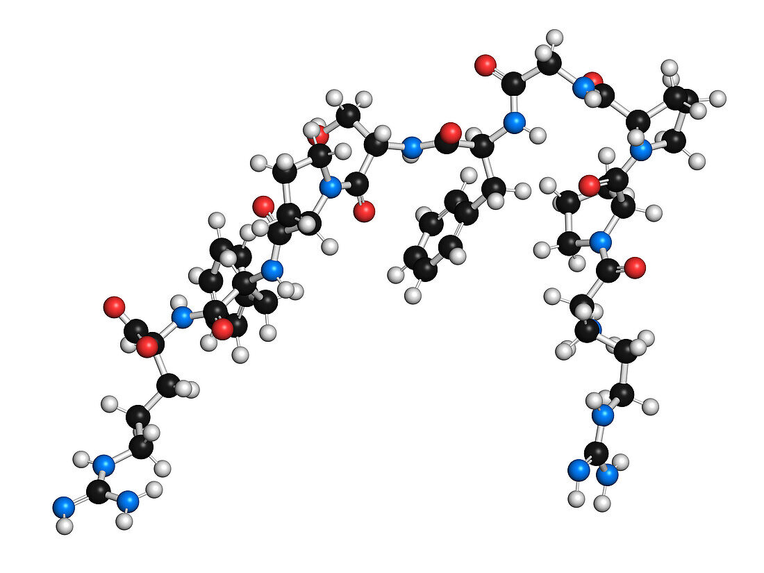 Bradykinin peptide molecule, illustration
