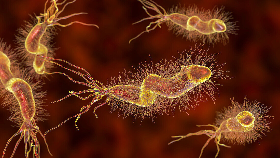 Helicobacter pylori bacterium, illustration