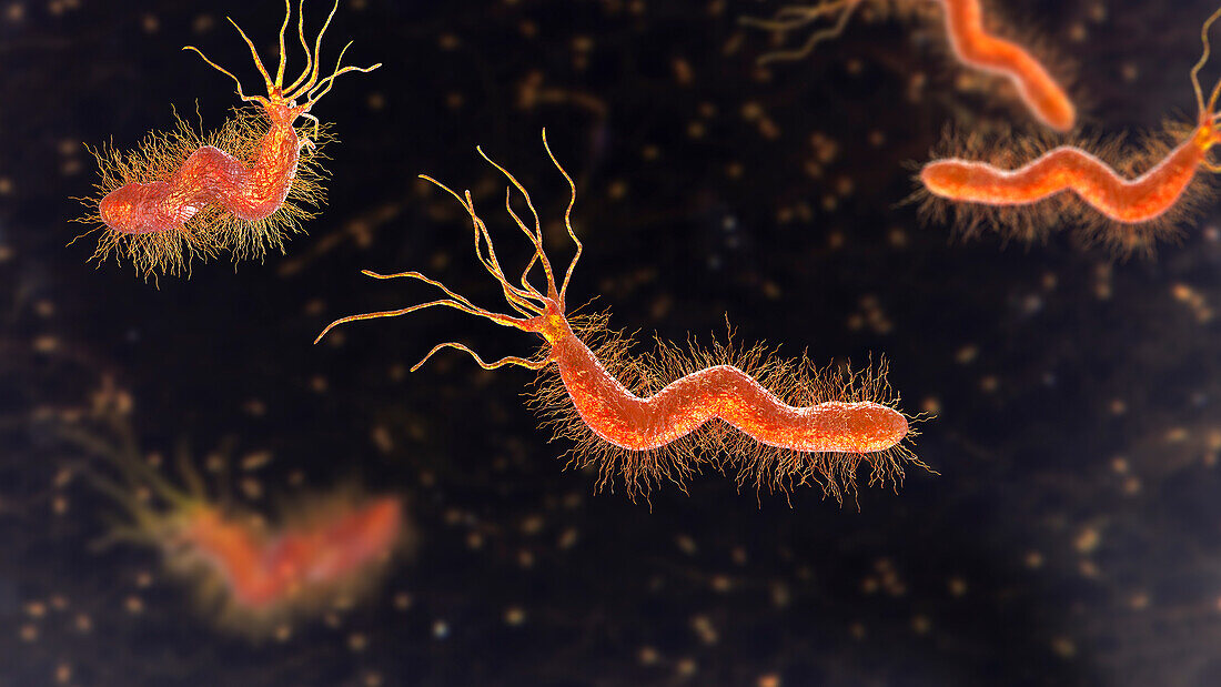 Helicobacter pylori bacterium, illustration