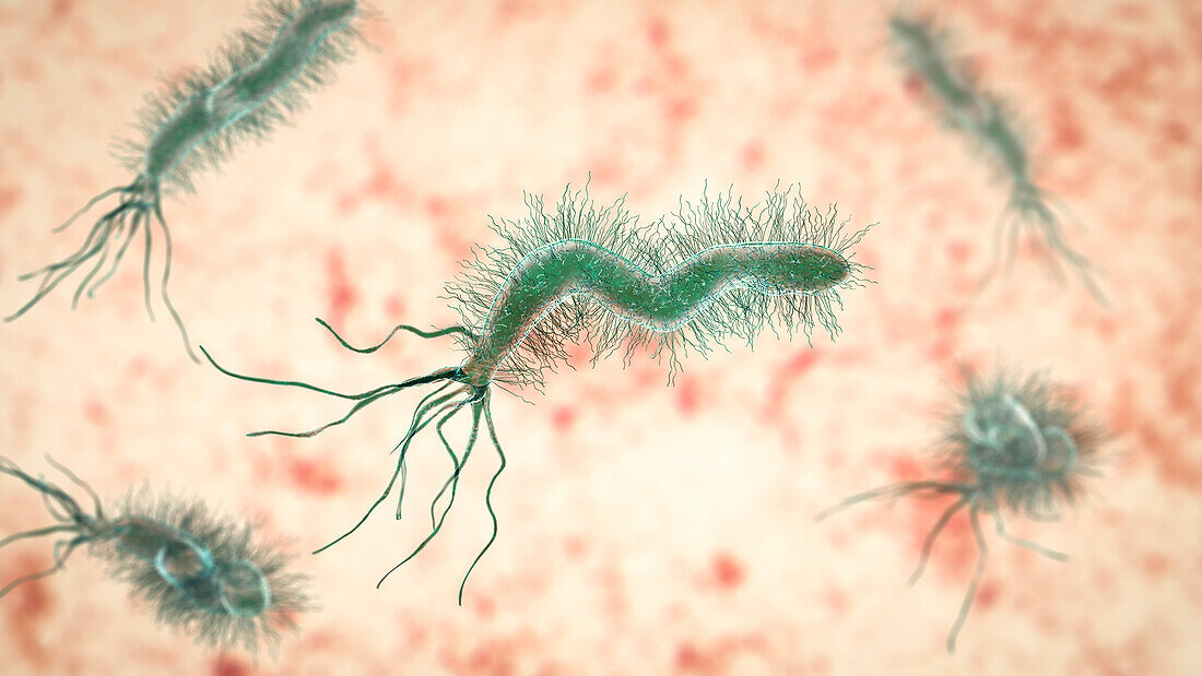 Helicobacter pylori bacterium, illustration