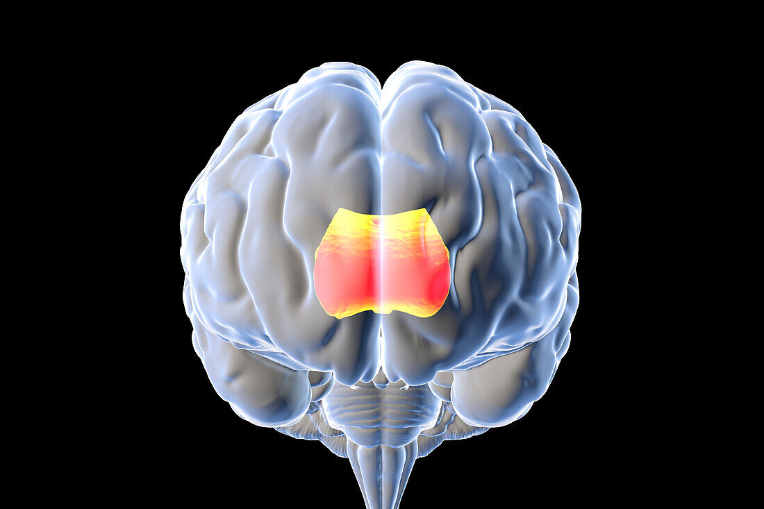Human brain with highlighted Corpus callosum, illustration
