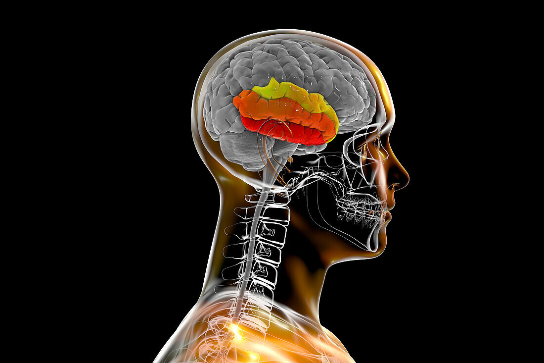 Human brain with highlighted temporal gyri, illustration