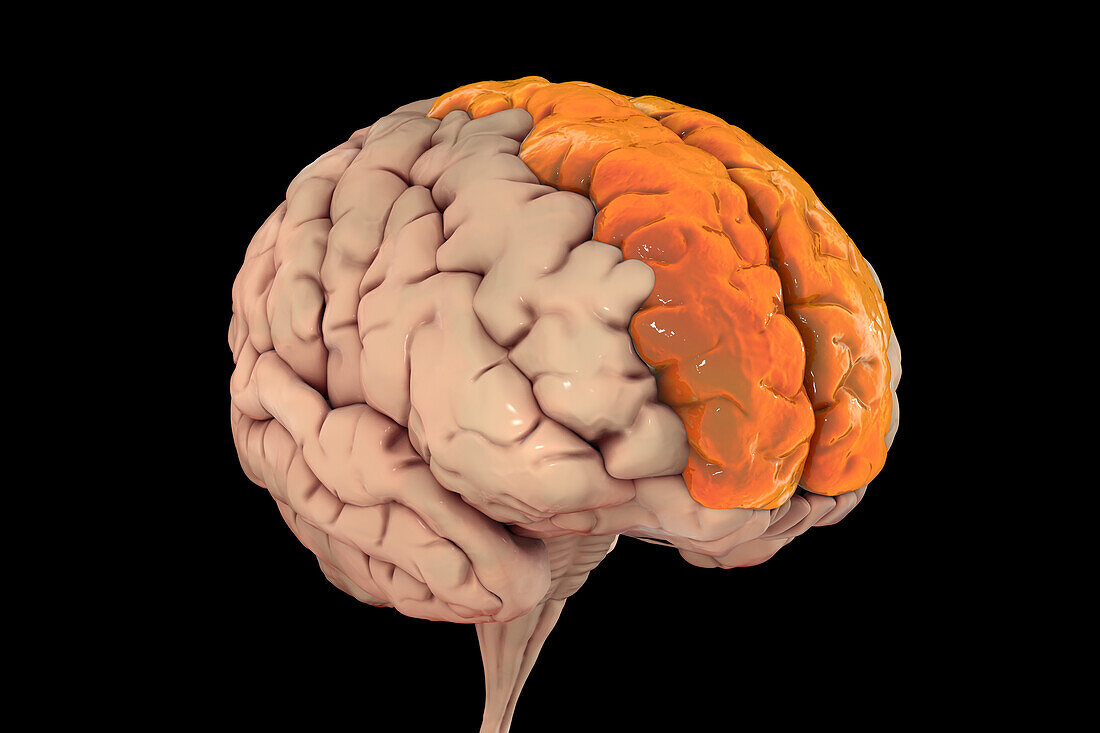 Brain with highlighted superior frontal gyri, illustration