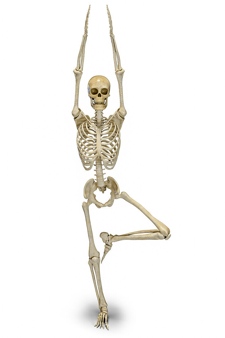 Skeleton in tree yoga pose, illustration.