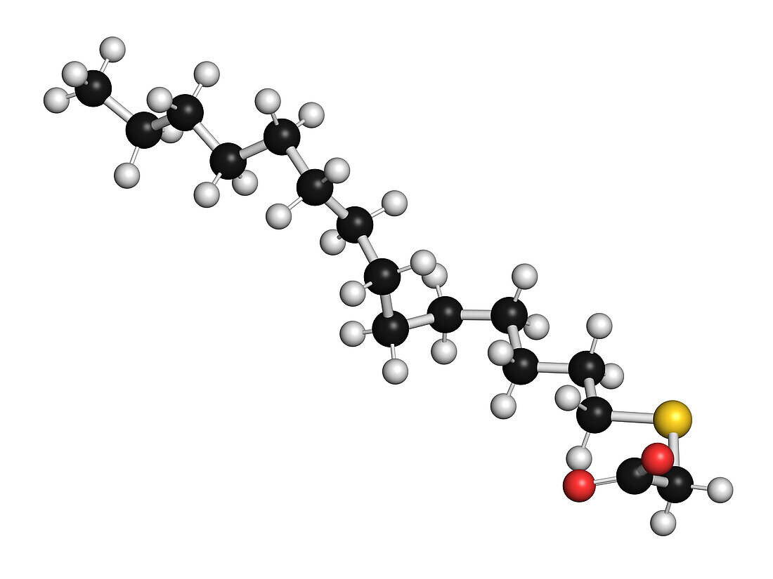 Tetradecylthioacetic acid molecule, illustration