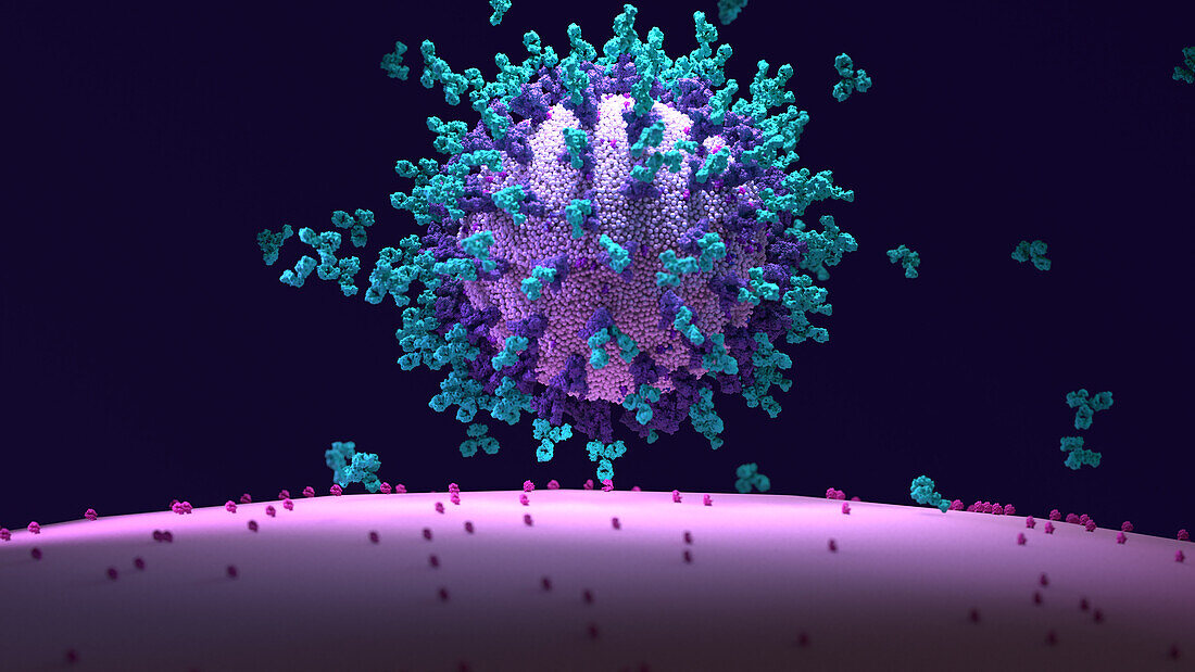 Immune response to viral infection, illustration