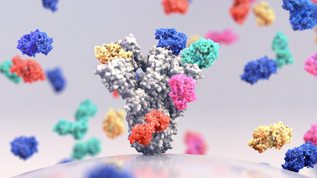 Antibodies attaching to Covid-19 spike protein, illustration