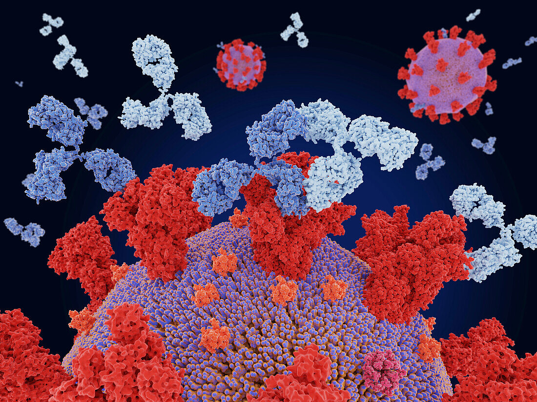 Antibody cocktail binding to coronavirus, illustration