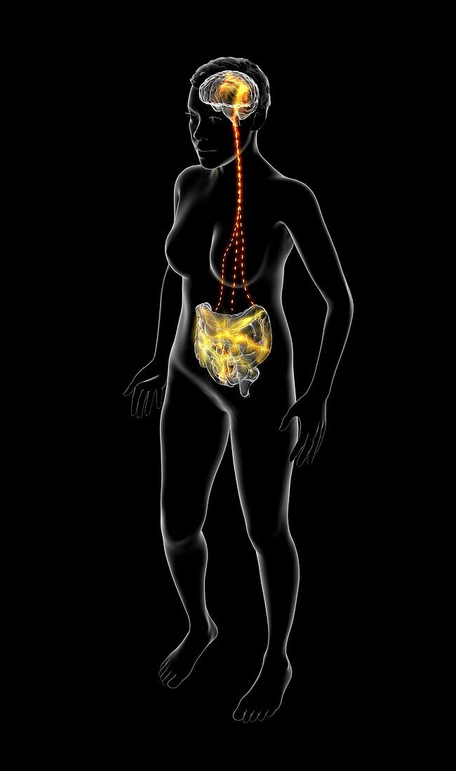 Connection between brain and stomach, illustration