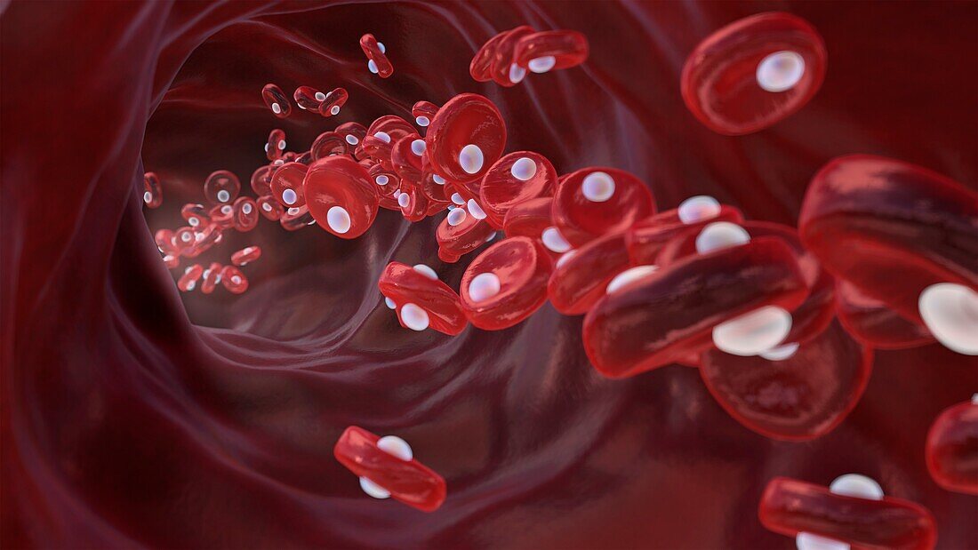 Red blood cells with oxygen, conceptual illustration