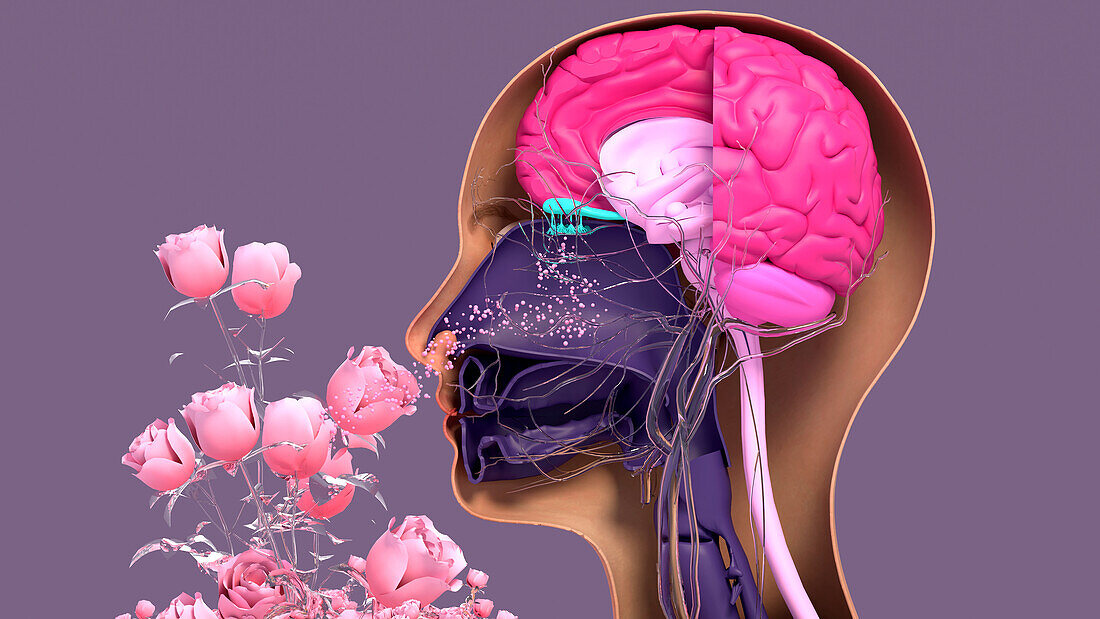 Olfactory system, illustration