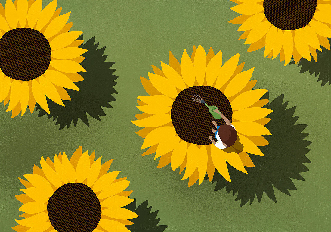 Woman watering large sunflowers on green background