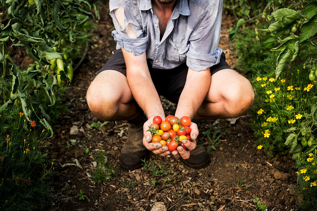 Person hält frisch geeerntete Kirschtomaten in den Händen