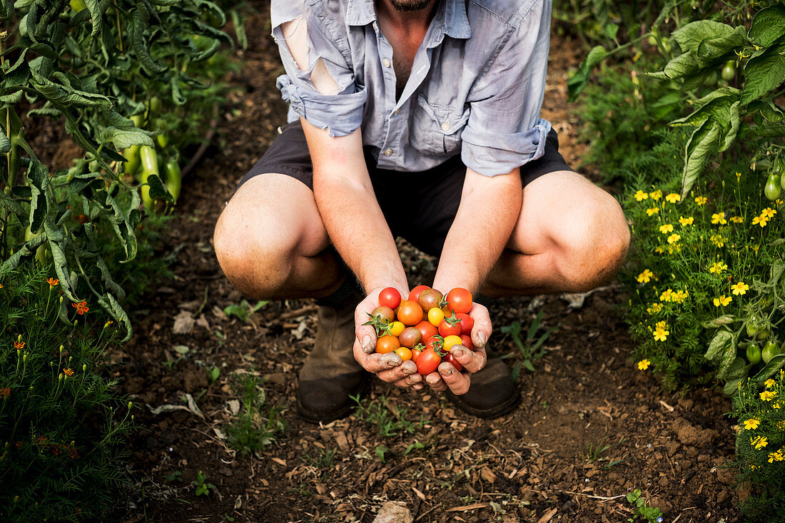 Person holding bunch of freshly picked cherry tomatoes
