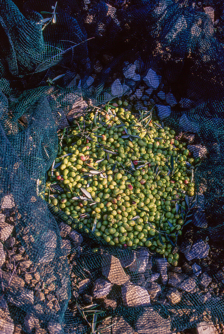 Olive harvest - green olives in a net