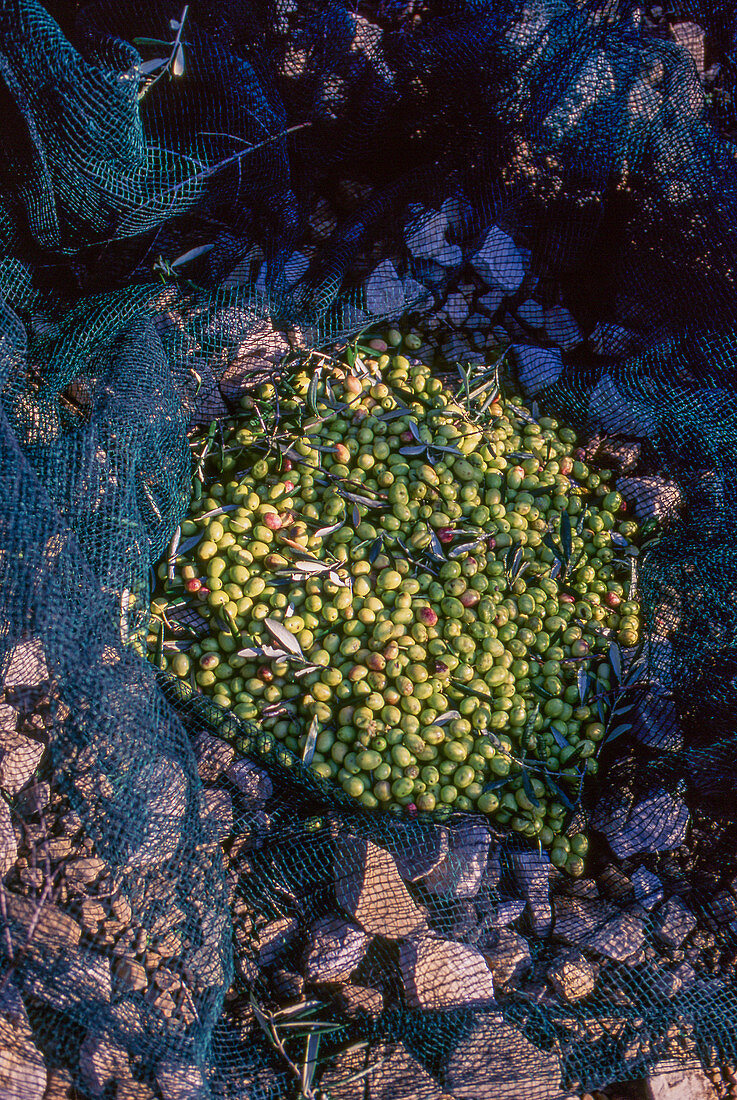 Olivenernte - grüne Oliven im Netz