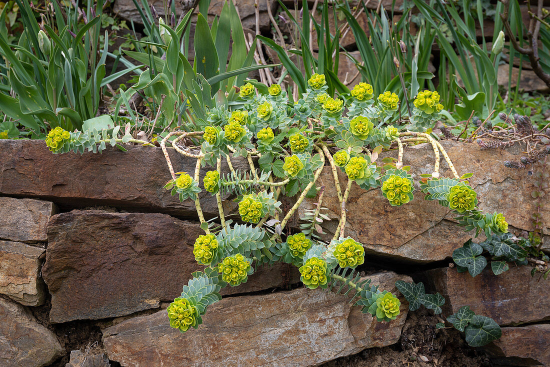 myrtle spurge growing on a drystone wall