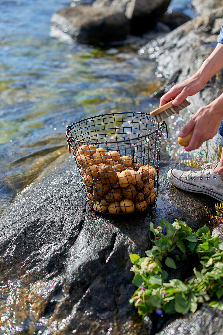 Washing potatoes on shore