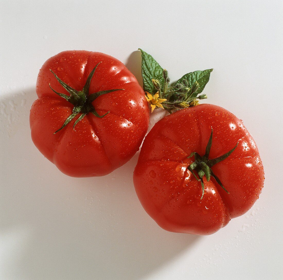 Zwei frisch gewaschene Fleischtomaten, Deko: Tomatenblüte