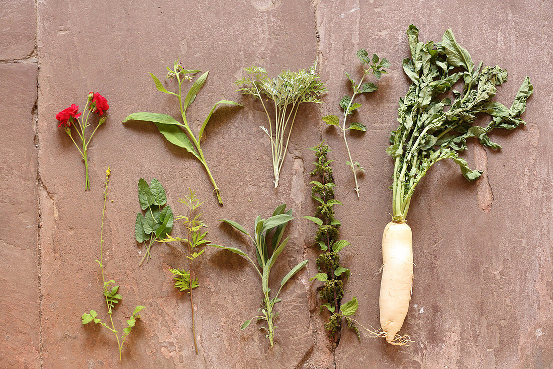 Old herbs (roses, ormennig, comfrey, medicinal herb, mugwort, wormwood, sage, adorn, nettle, radish)