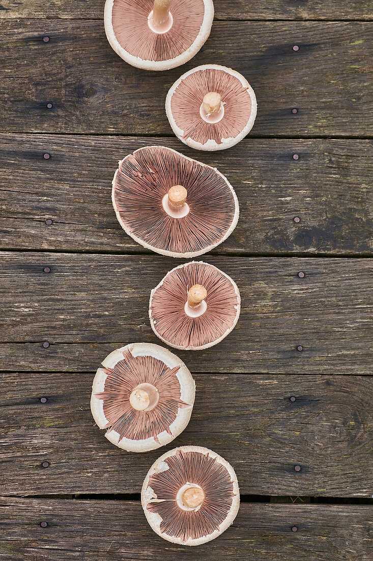 Six Agaricus campestris mushrooms on grey wood deck