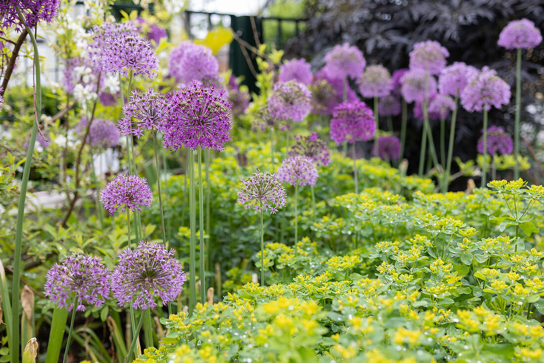 Zierlauchblüten im Garten