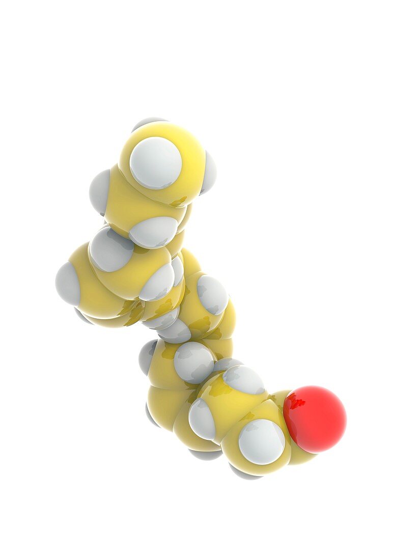 EPA omega-3 fatty acid, molecular model