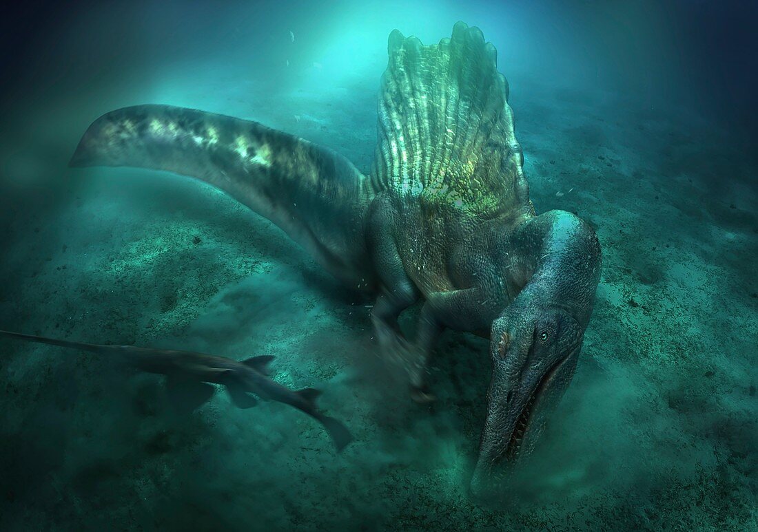 Spinosaurus dinosaur hunting, illustration