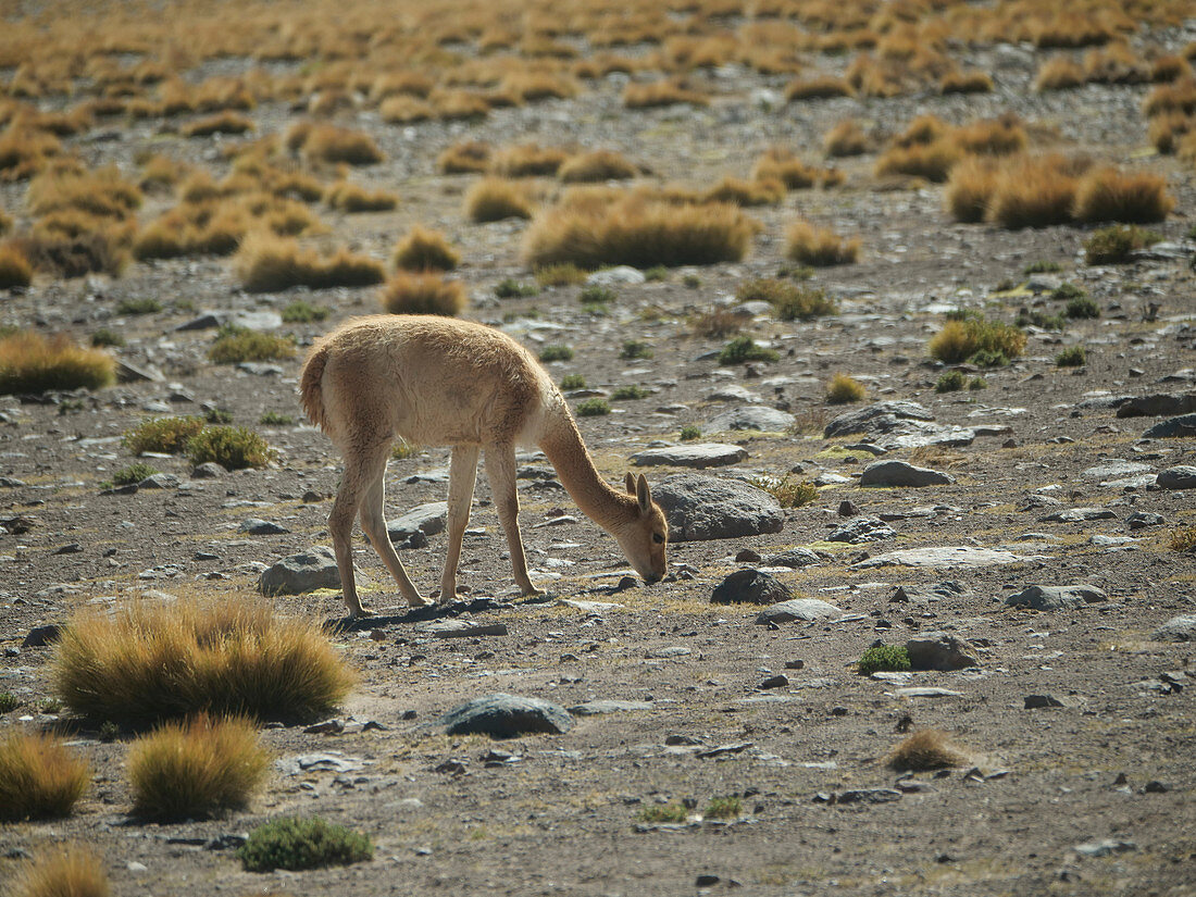 Solitary vicuna grazing
