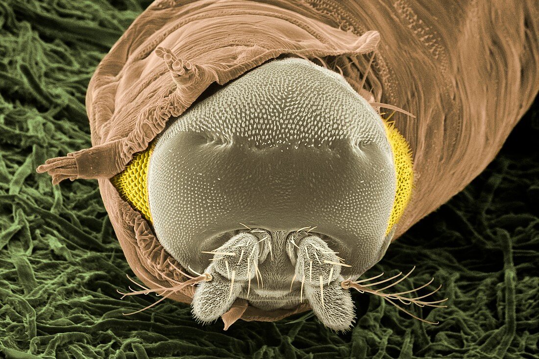Drosophila fly in the act of eclosion, SEM