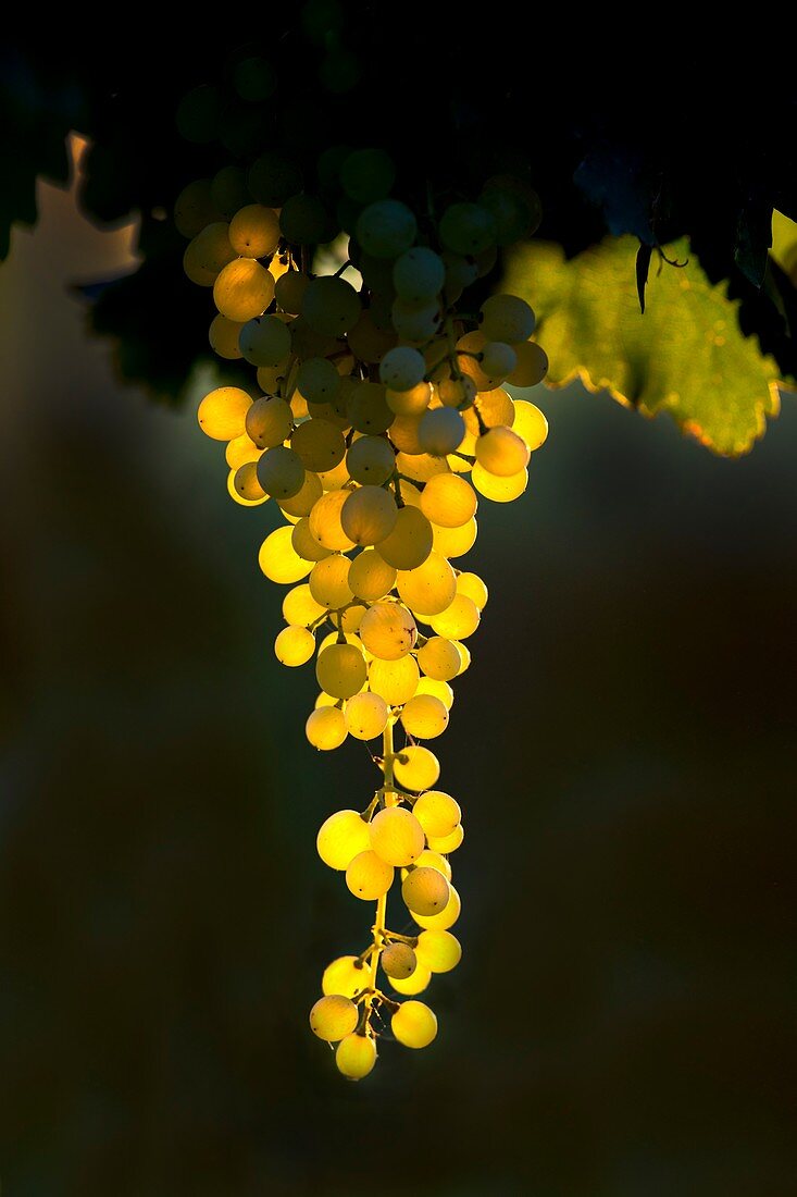Translucent Merbein seedless grapes