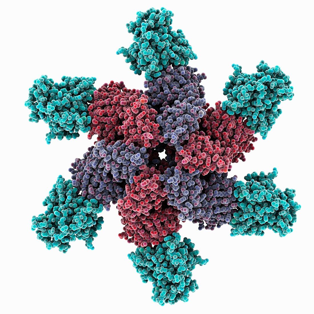 Oncoprotein and p53 complex, molecular model