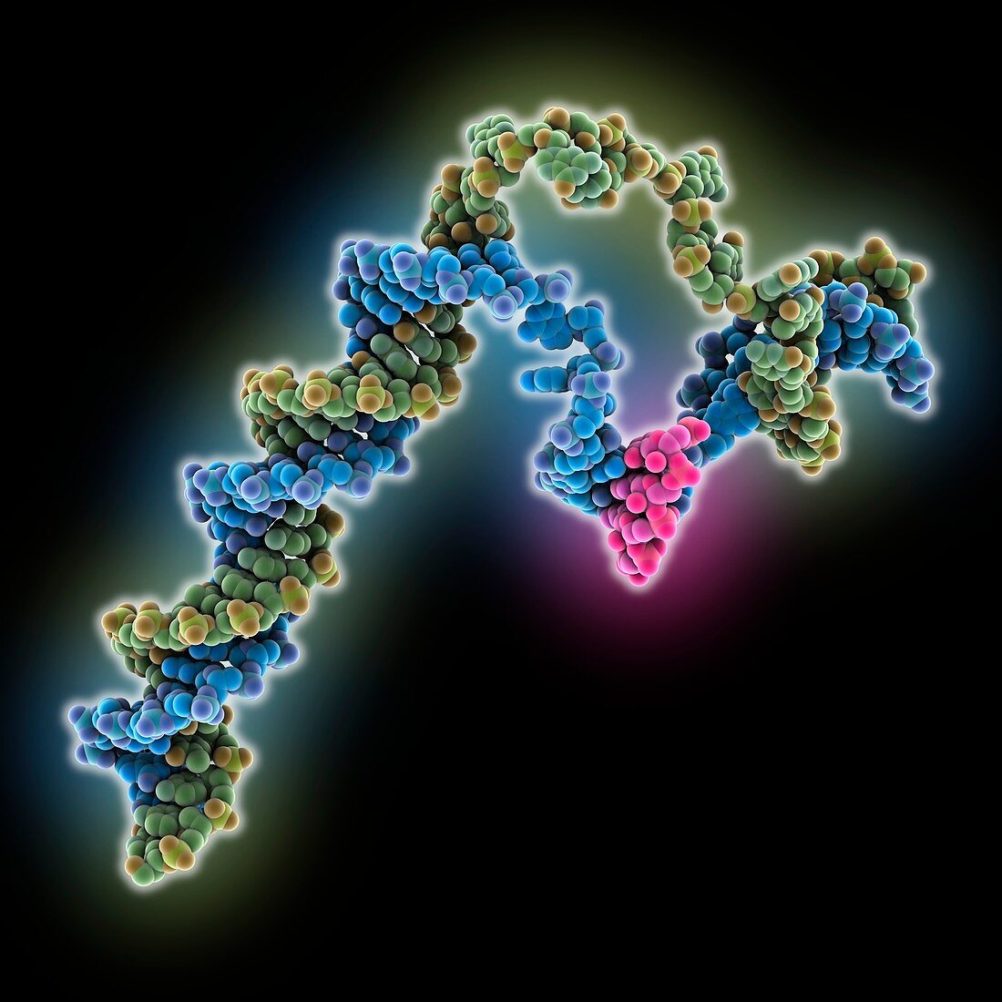 RNAP-promoter transcribing complex, molecular model